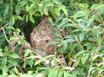 茂みの中に隠れているスズメバチの巣