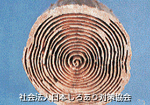 木材におけるシロアリの食痕（木工部）